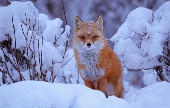 Зима, снег, лиса, сугробы, рыжая