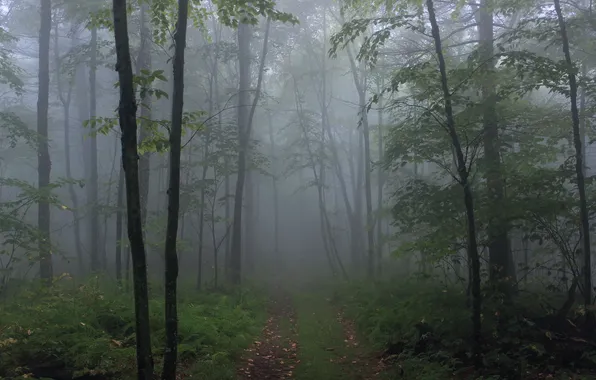 Лес, деревья, природа, туман, USA, США, Lycoming County, Rider Park