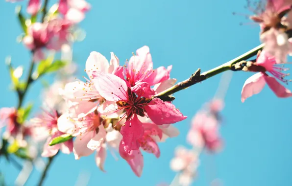 Картинка цветок, макро, природа, весна, ветвь, цветение, персиковое дерево