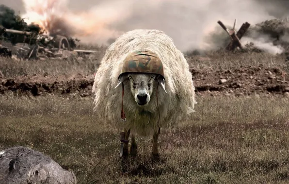 Война, боец, барашек