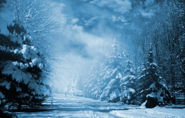 Деревья, парк, елки, winter, snow, зимний пейзаж