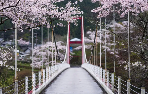 Деревья, цветы, мост, весна, Япония, сакура