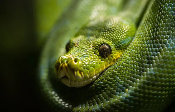 Макро, фон, green snake