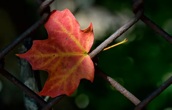 Осень, лист, забор