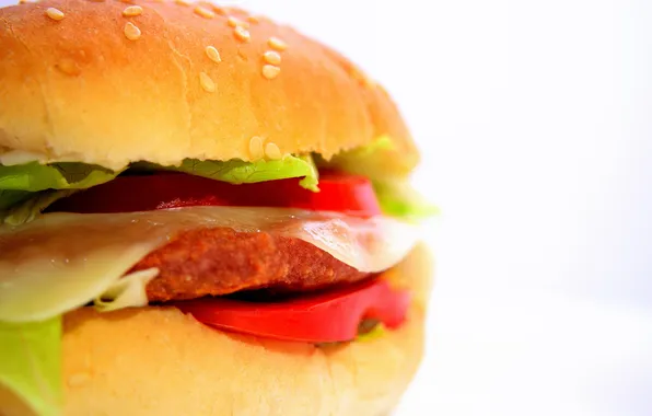 Food, white background, sandwich