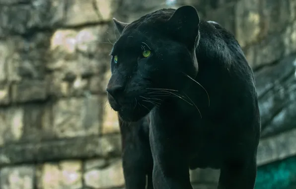 Хищник, пантера, дикая кошка, красавец, чёрный ягуар
