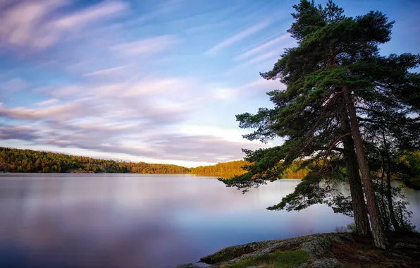 Картинка деревья, озеро, Швеция, Sweden, Lake Källtorpssjön
