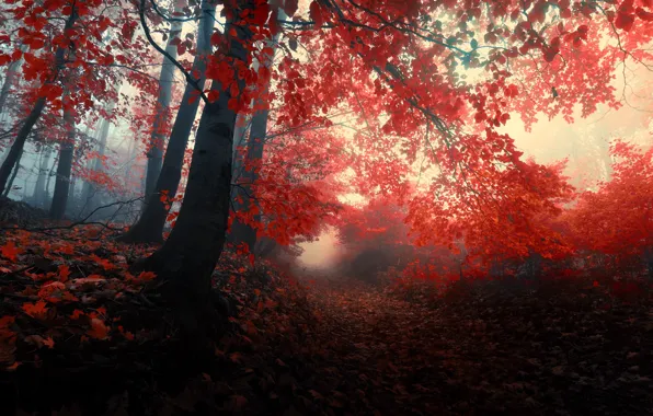 Картинка осень, лес, листья, деревья, природа, туман, красные, red