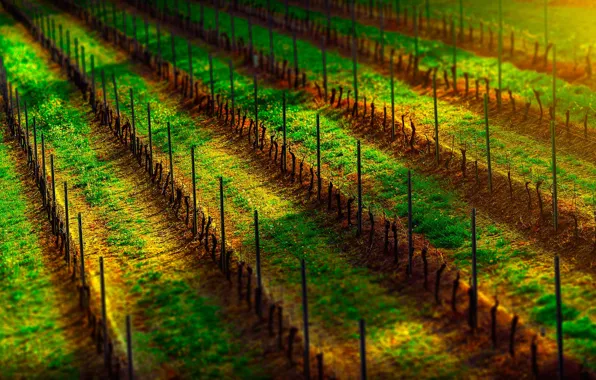 Twilight, sunset, wine, dusk, grapes, shadows, sunlight, vineyard