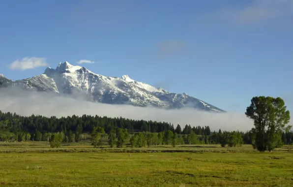 Лес, горы, природа, national park, grand teton, Foggy teton mountains