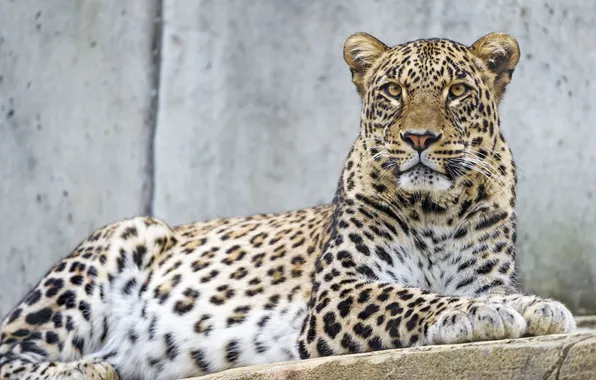 Картинка кошка, взгляд, леопард, персидский, ©Tambako The Jaguar