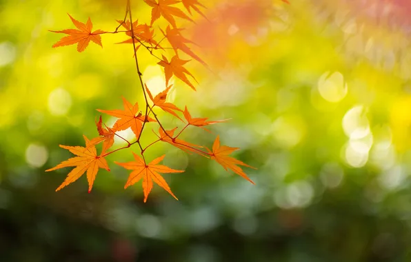 Осень, ветка, Япония, клён, Киото, By ジェイリー