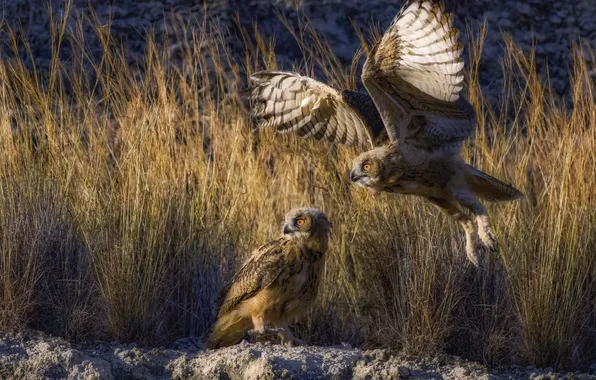 Трава, полет, Филин, взмах крыльев, две птицы, David Manusevich, Eurasian eagle-owls