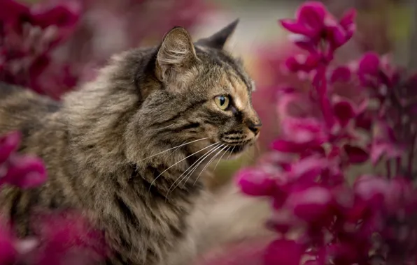 Кошка, кот, цветы, природа