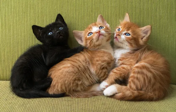 Кошки, котенок, черный, котята, котёнок, рыжие, трио, три котенка