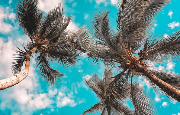 Облака, пальмы, clouds, blue sky, palm trees, голубое небо, Leah Kelley