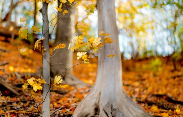 Картинка осень, лес, листья, деревья, ветки, природа, желтые, листочки