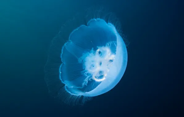 Море, вода, макро, медуза, прозрачная, подводный мир, под водой, голубой фон