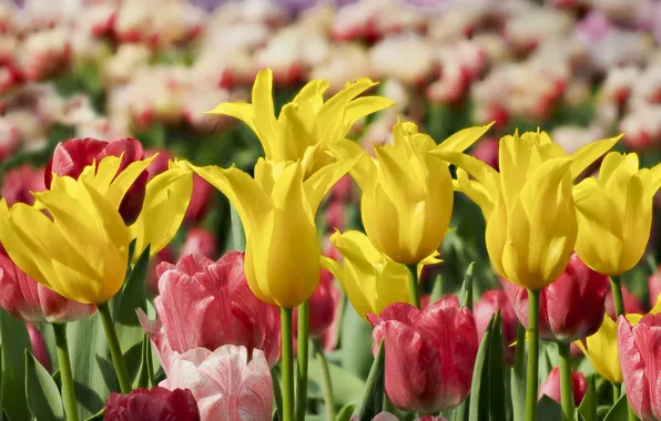 Макро, тюльпаны, бутоны