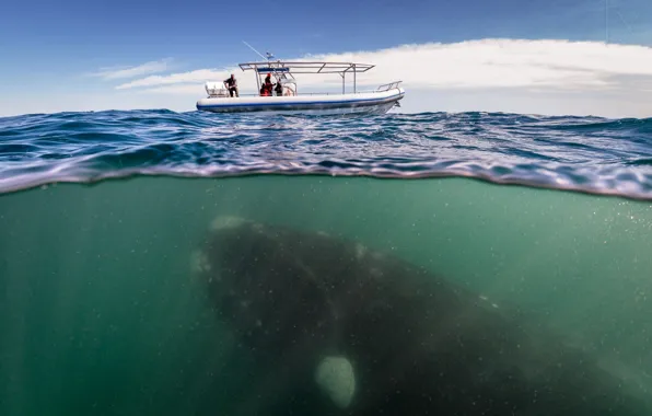 Океан, лодка, кит, ученые, whale under boat
