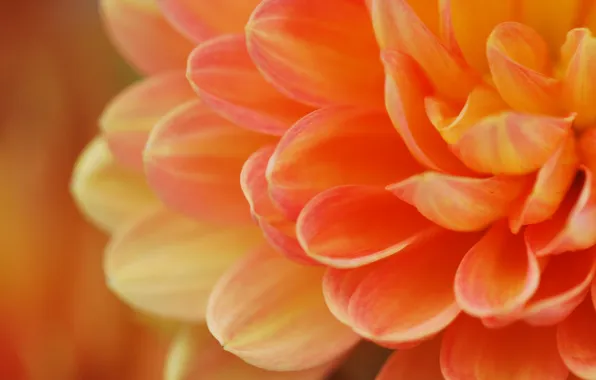Картинка цветок, макро, оранжевый, лепестки, персиковый
