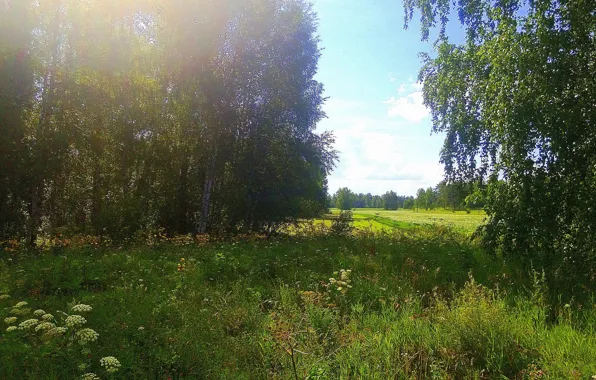 Поля, просторы, Сибирь, Берёзы