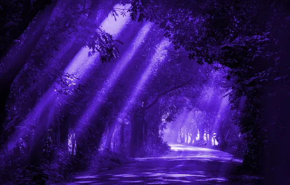 Картинка lights, dark, forest, road, night, purple, shining