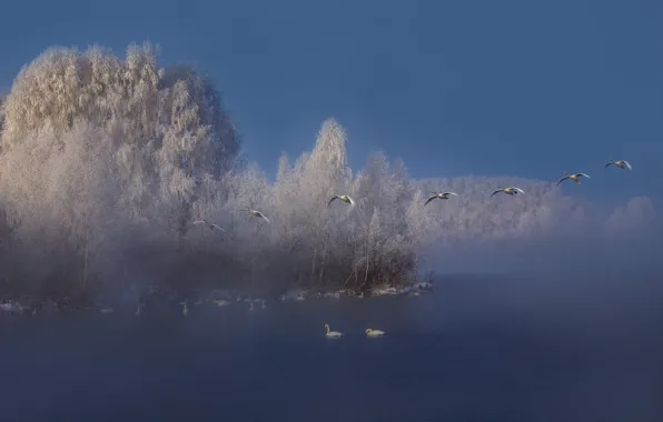 Картинка зима, иней, лес, птицы, природа, река, дымка, лебеди