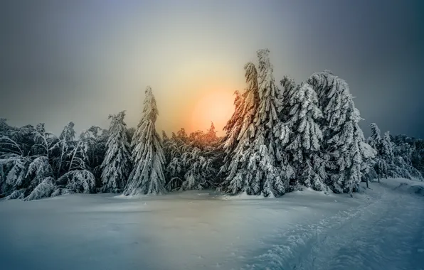 Картинка зима, лес, небо, снег, деревья, елки, мороз, Robert Didierjean