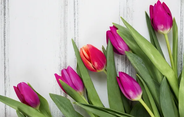 Цветы, colorful, тюльпаны, wood, flowers, tulips, spring, purple