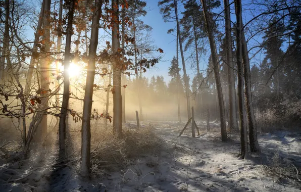 Картинка зима, иней, лес, листья, лучи, свет, снег, деревья