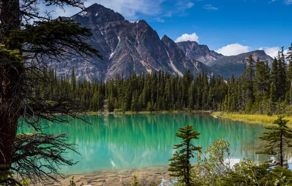 Картинка лес, деревья, Канада, Альберта, Alberta, Canada, Jasper National Park, Скалистые горы