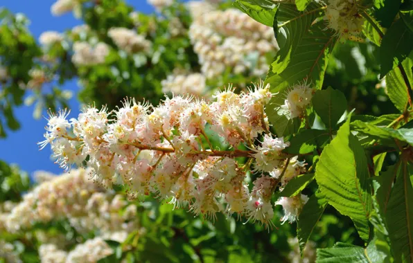 Картинка макро, деревья, весна, цветение, каштаны