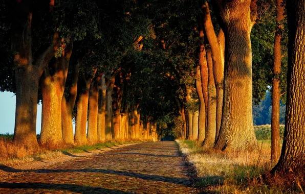 Картинка дорога, деревья, аллея