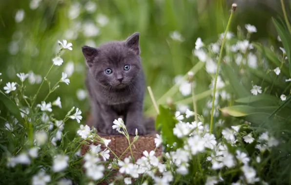 Картинка взгляд, цветы, серый, малыш, котёнок