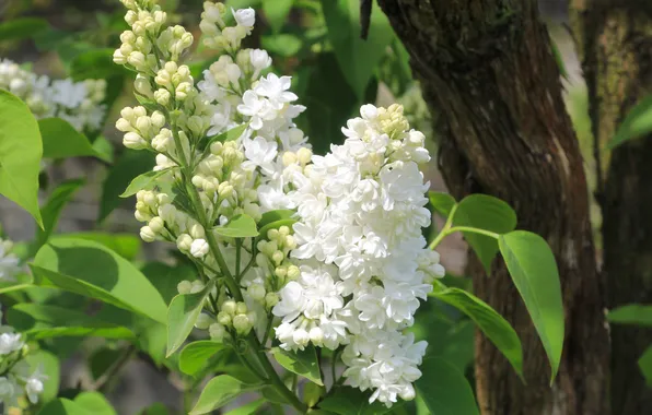White, flower, lilac