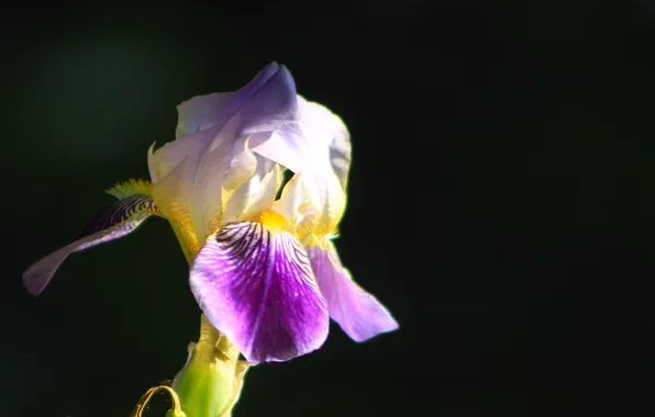Flower, lily, blooming