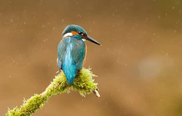 Картинка дождь, птица, мох, ветка, kingfisher, alcedo atthis, обыкновенный зимородок, Andrew Haynes рhotography