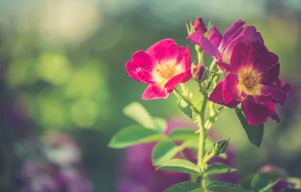 Картинка цветы, ветки, сад, шиповник, розовые