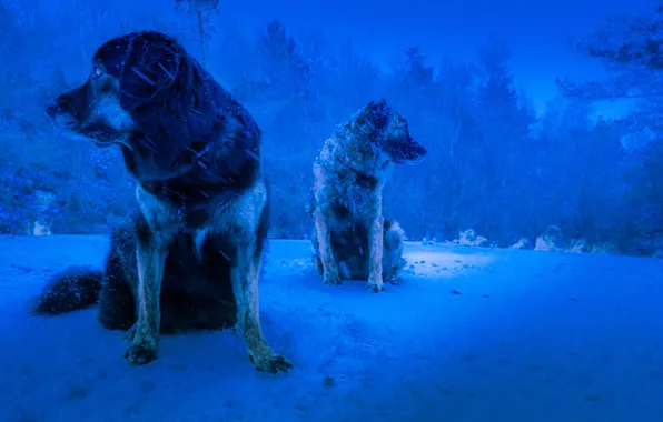 Картинка зима, собаки, фон, вьюга