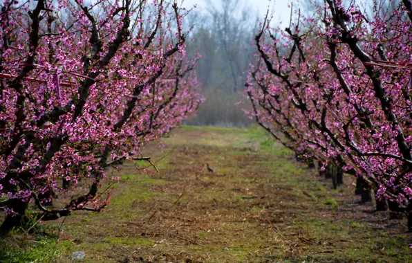 Flowers, Spain, Catalonia, peach trees, Segrià, Aitona
