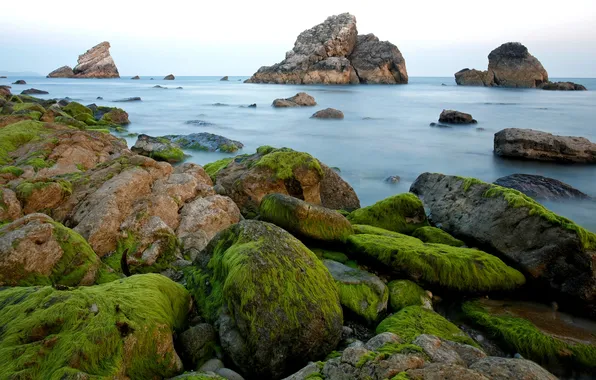 Картинка rocks, shore, Sea, moss, algae