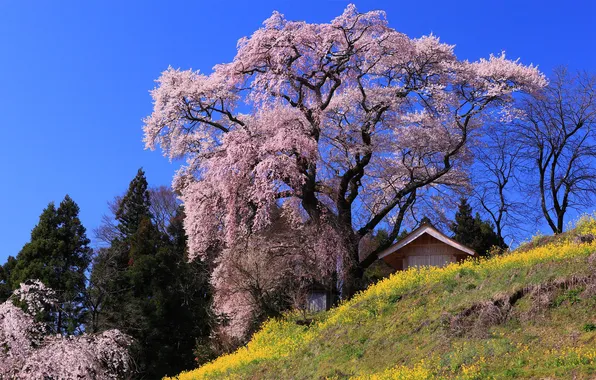 Картинка природа, Япония, сакура, домик, японская вишня