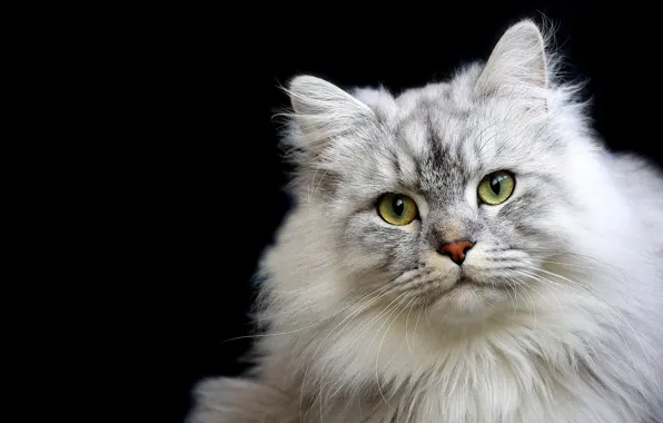 Кошка, кот, взгляд, поза, портрет, серая, черный фон, мордашка