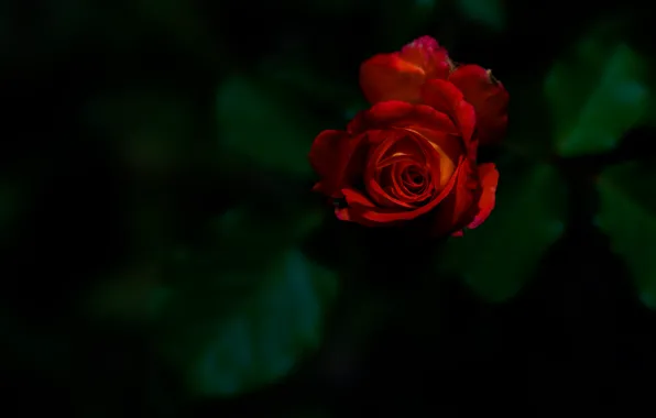 Роза, бутон, красная роза, тёмный фон