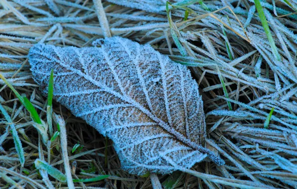 Frozen, leaf, hoarfrost