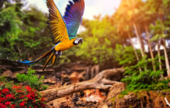 Картинка colors, colorful, trees, nature, bird, bokeh, animal, Parrot