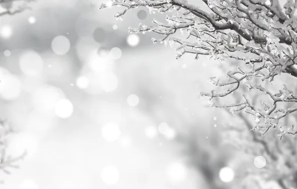 Картинка зима, иней, снег, ветки, черно-белое, winter, snow