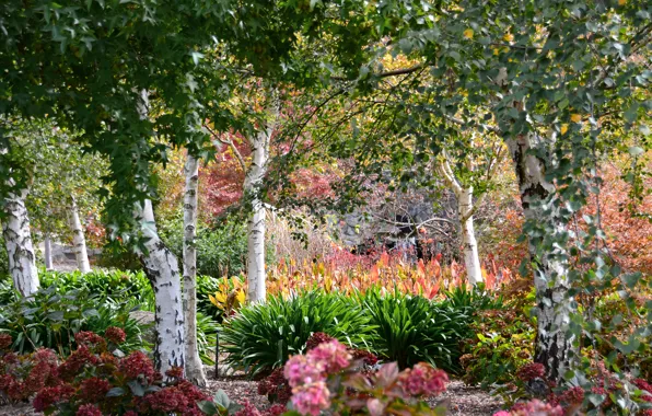 Картинка деревья, цветы, сад, Австралия, кусты, Mayfield Garden, Oberon