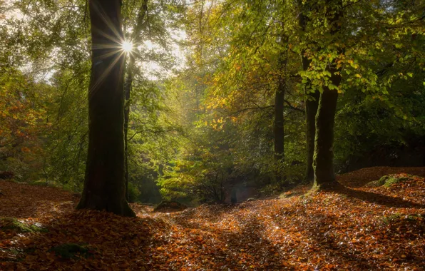Картинка осень, лес, солнце, лучи, деревья, листва, Франция, France